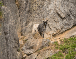 Dutch Landrace Goat