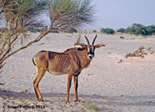 Antelope, Al Areen Wildlife