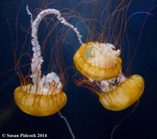 Jelly Fish, Aquarium of the Bay