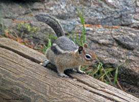 Stripy Ground Squirrel, Bear Lake