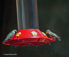 Hummingbirds, Fowler Trail
