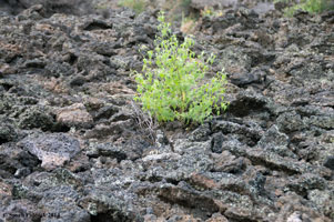 Plant growing in the lava