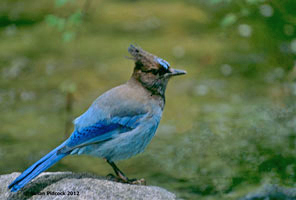 Steller's Blue Jay
