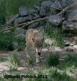 Wolf, Calgary Zoo