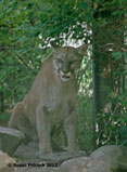 Cougar, Calgary Zoo