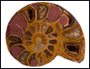 Ammonite