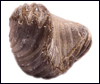 Brachiopod