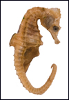 Seahorse