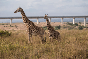 masai Giraffe