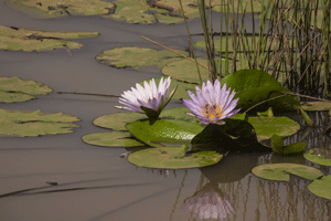 Water Lily