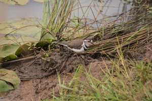 Three Banded Plover