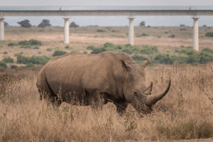 White Rhino