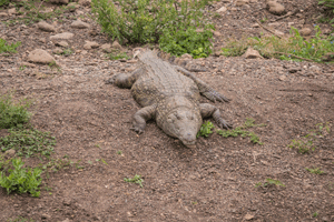 Nile Crocodile