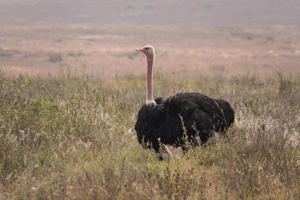 Masai Ostrich