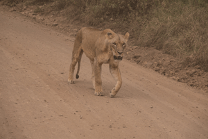 Lioness