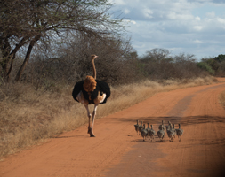 Masai Ostrich and Young