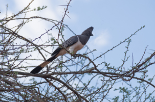 White-bellied Go-away-bird