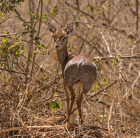 Kirk's Dik-dik