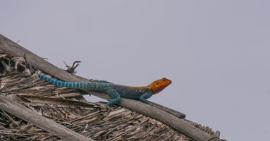 Red-headed Rock Agama, Maneater Lodge