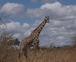 Masai Giraffe