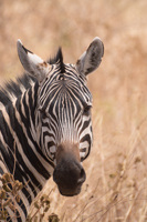 Plain Zebra