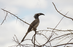 Gray Hornbill