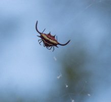 Buffalo Spider, Mzima Springs