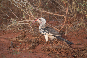 Red Hornbill