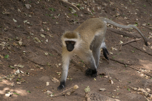 Black-faced Vervet Monkey