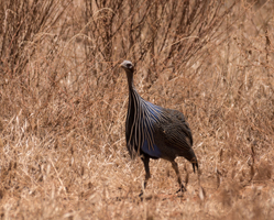 Vulturine Guineafowl