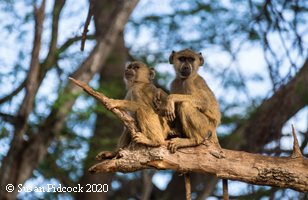 Baboons