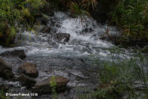 Mzima Springs