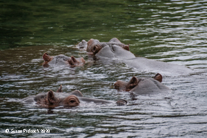 Hippos, Mzima Springs