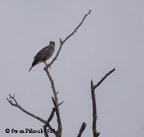 Eastern Chanting Goshawk