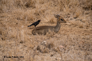 Kirk's Dik Dik