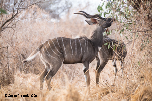 Lesser Kudu