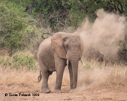 African Elephant