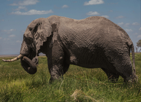 African Bush Elephant