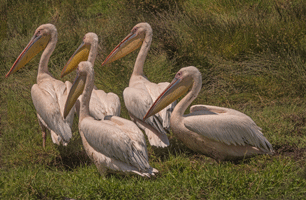 Great White Pelicans