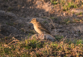 Tawny Pipit