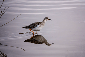 Greater Yellowlegs