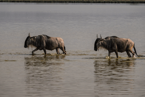 Blue Wildebeests