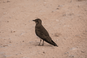 Collard Pratincole