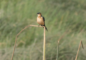 Barn Swallow