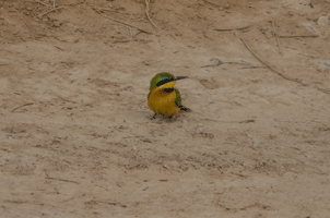 Little Bee-eater