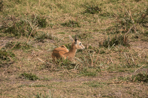 Oribi