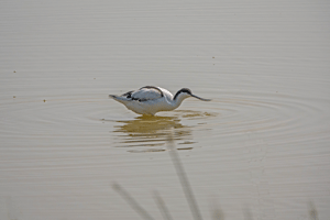 Pied Avocet