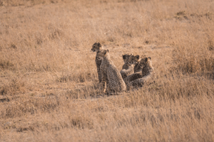 Cheetah