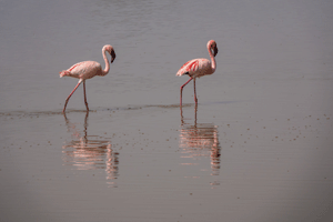 Flamingos