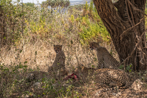 Cheetahs at a kill